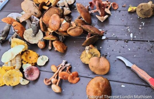 🌿 Vi starter opp igjen – og inviterer til en skikkelig koselig sensommerkveld! 🍄🫐