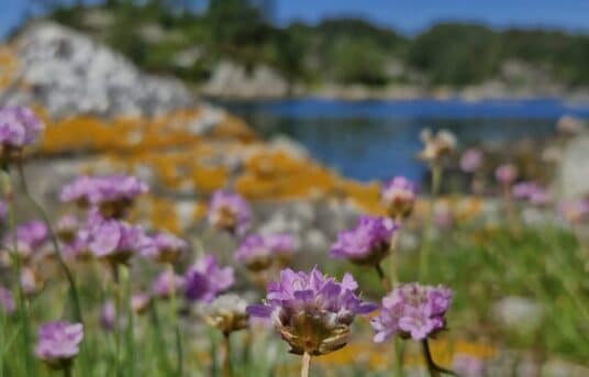 Vi søkjer nye representantar til styret!