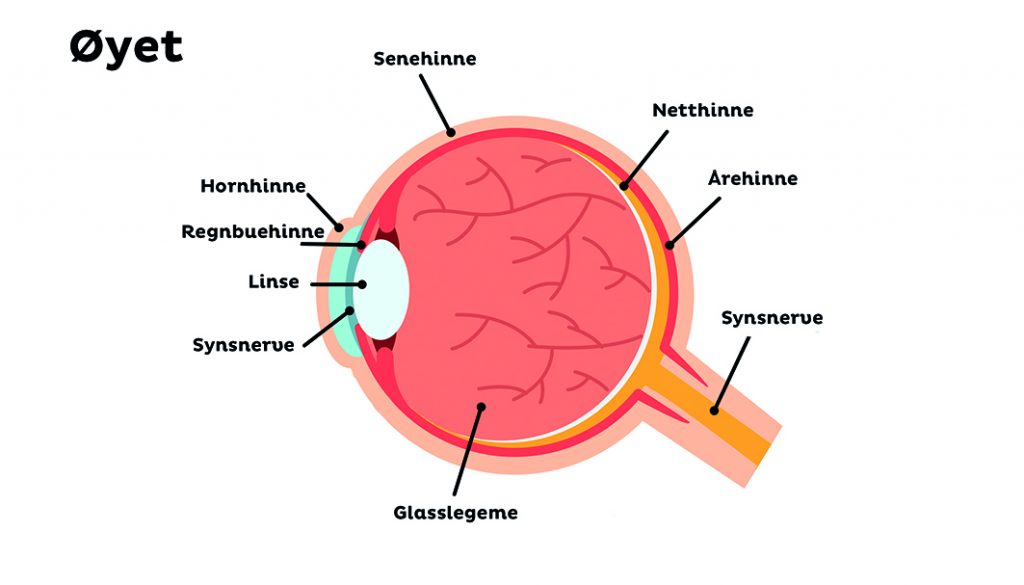 Øyets anatomi