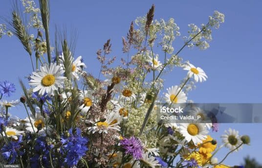 Sommerferie i fylkeslaget